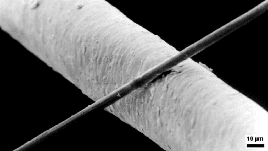 A 6-micrometer-diameter carbon fiber (top) and a human hair (bottom) as seen under a microscope